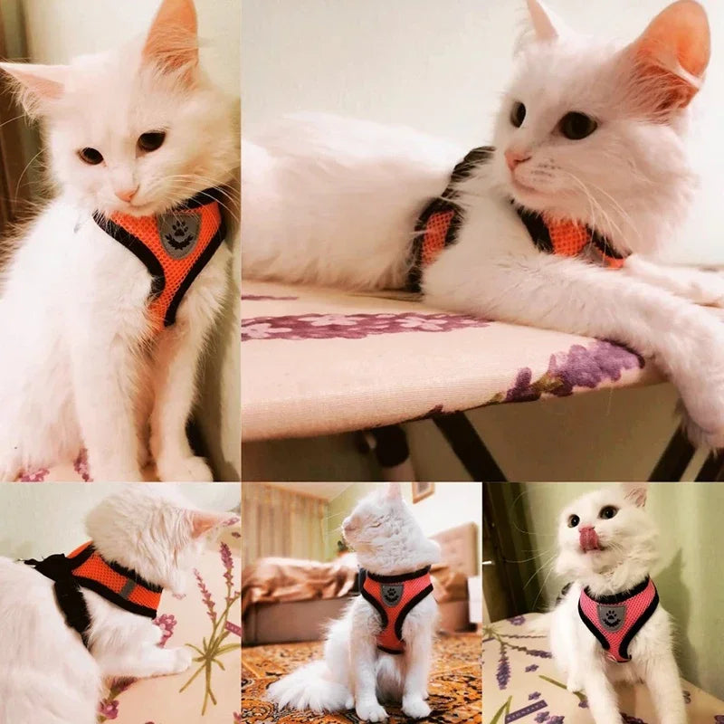 Chest harness for small and medium-sized pets.