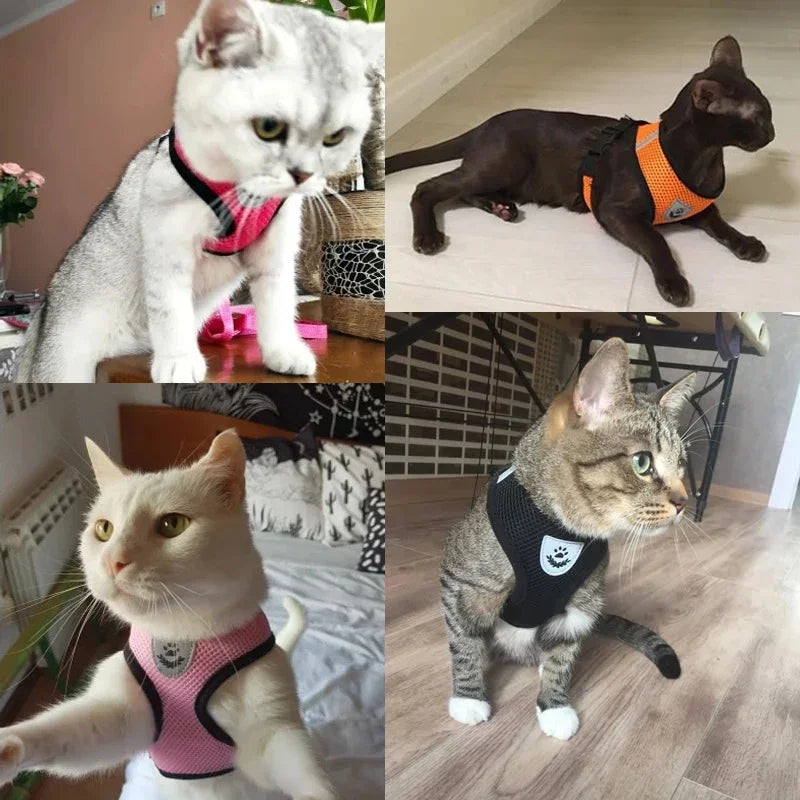 Chest harness for small and medium-sized pets.